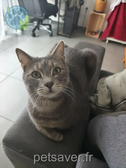 cat reunited   51100 Reims Ukyo