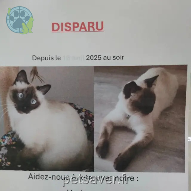 chat reunited   51100 Reims Yoda