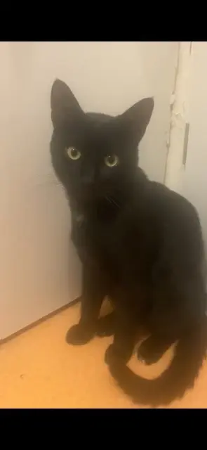 chat reunited   51100 Reims Zoé