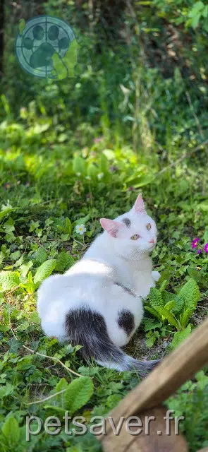 chat reunited   51120 Sézanne Simba