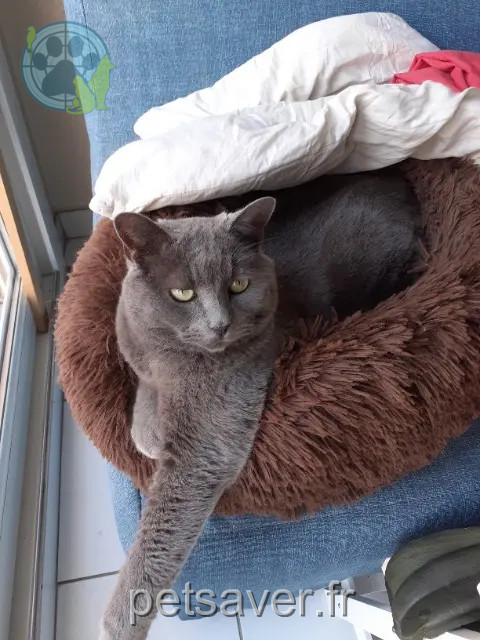 cat reunited 51600 Suippes Titi