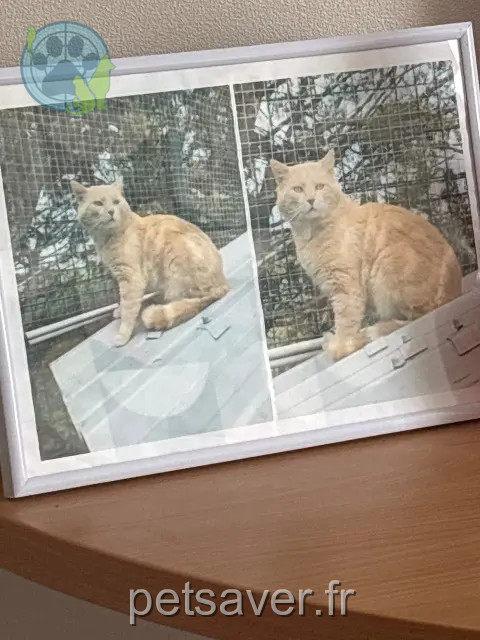 cat reunited 51530 Saint-Martin-d'Ablois Titi