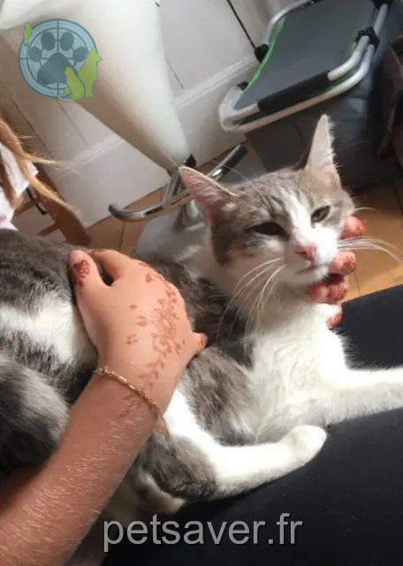 chat reunited 51150 Val de Livre Mowgli