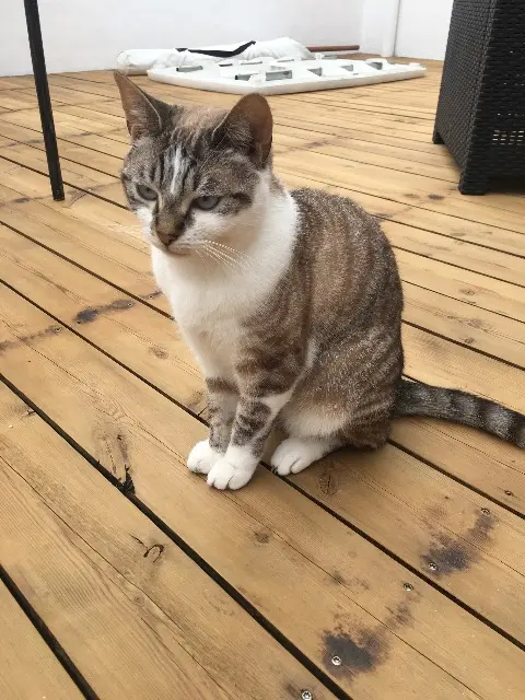 chat reunited   51530 Magenta Yuki