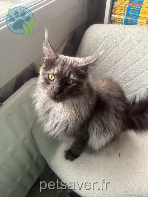 chat reunited 51000 Châlons-en-Champagne Zebulon