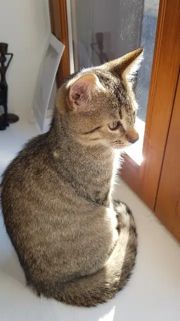 chat reunited   52130 Rachecourt-Suzémont Bangor