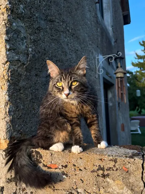chat reunited   52360 Neuilly-l'Évêque Caliméro