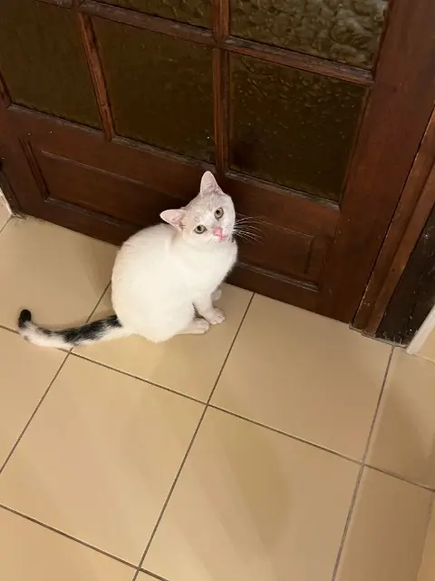 chat reunited   52800 Marnay-sur-Marne Cotillon