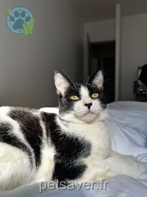 chat reunited   52000 Chaumont Luffy