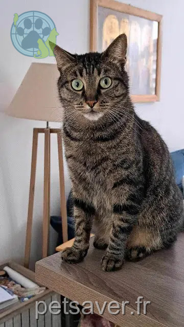 Kater reunited 53000 Laval Ben