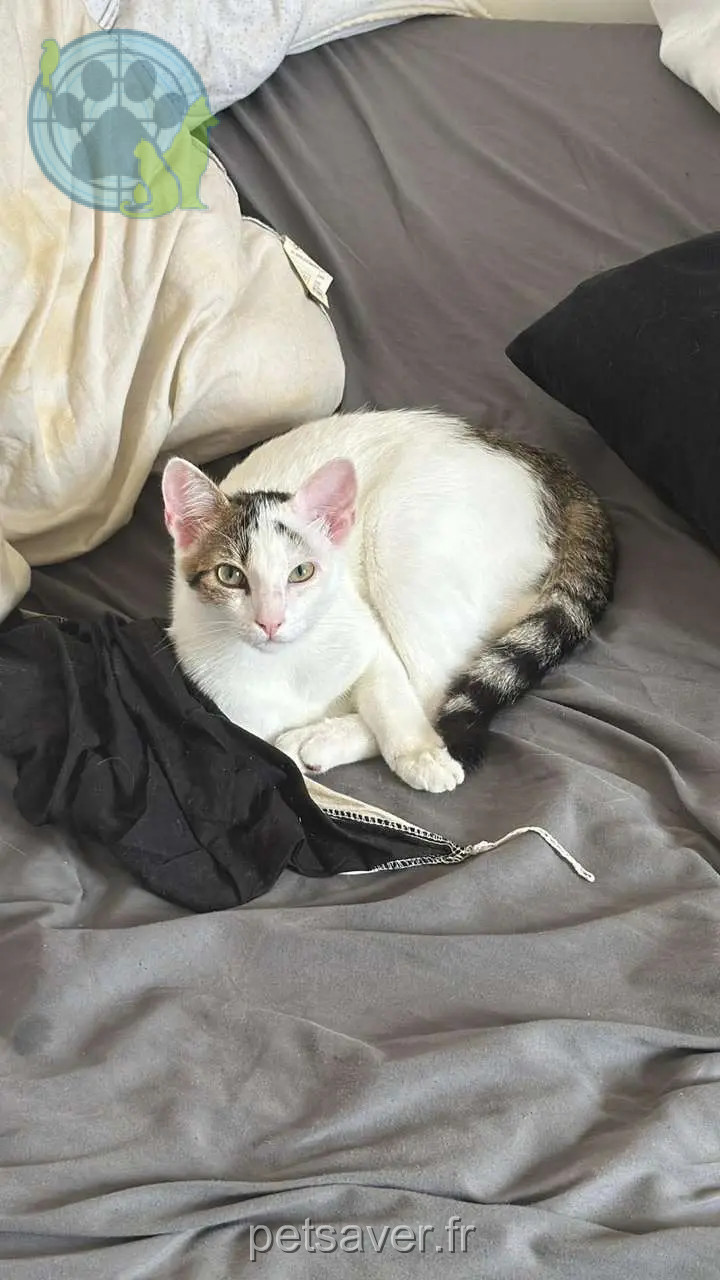 Kater wiedergefunden R 34 53640 Champéon Casper Kater reunited R 34 53640 Champéon Casper