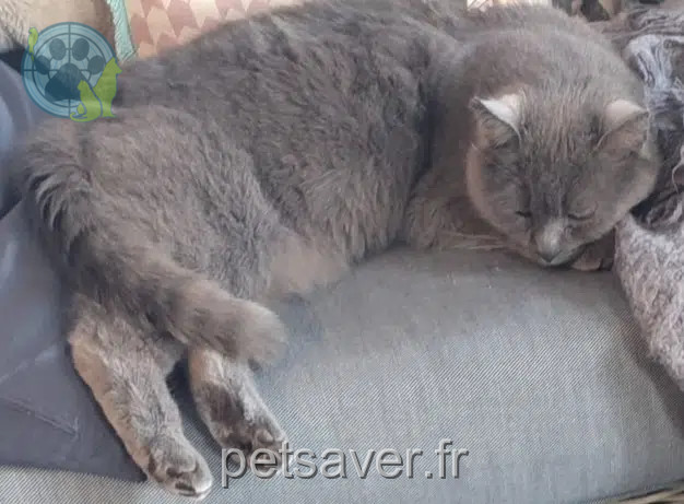 chat reunited   53810 Changé Cookie