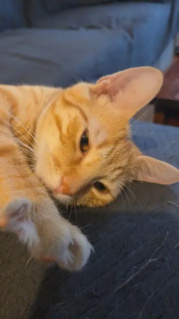 chat reunited   53120 Gorron George