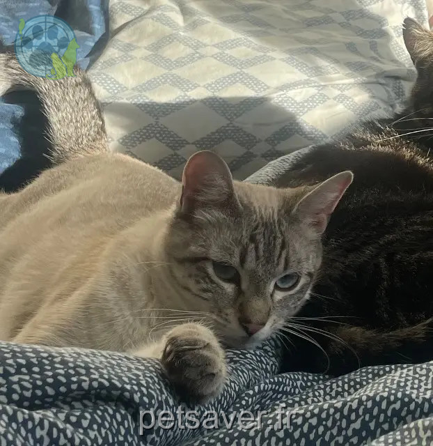 gatto reunited 53000 Laval Hypno