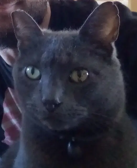 chat reunited   53000 Laval Juju