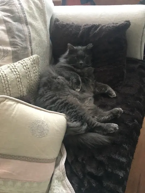 chat reunited   53700 Villaines-la-Juhel Legros