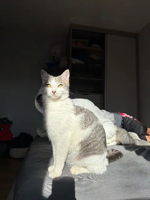 chat reunited   53000 Laval Mako