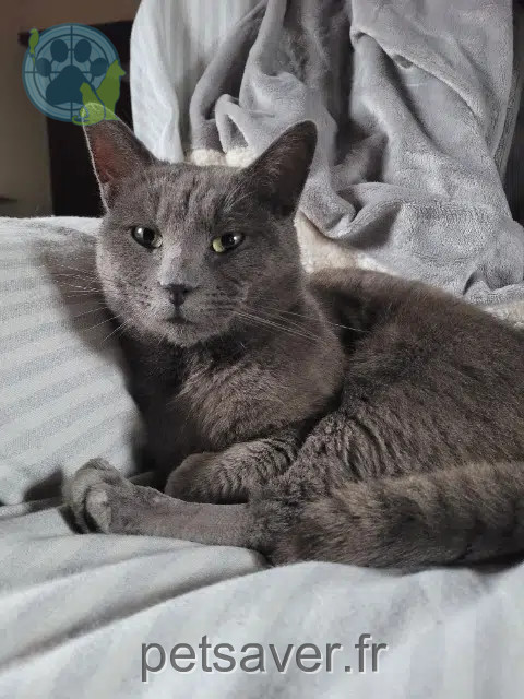 chat reunited   53270 Torcé-Viviers-en-Charnie Mimigris