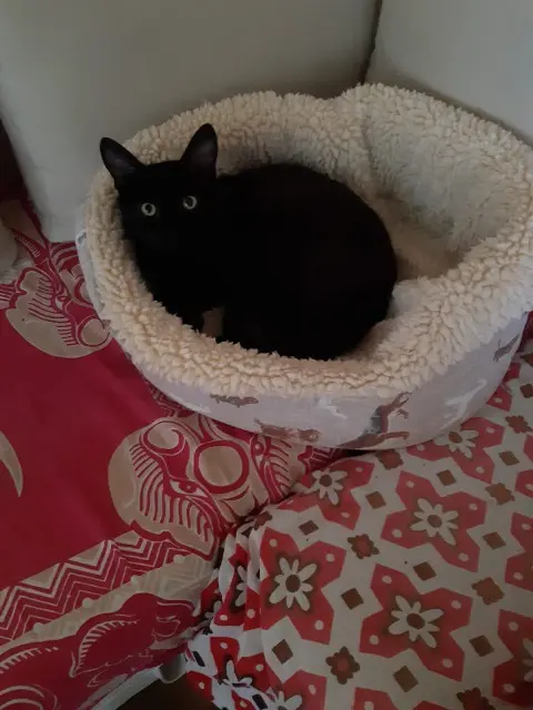 chat reunited   53700 Villaines-la-Juhel Moka