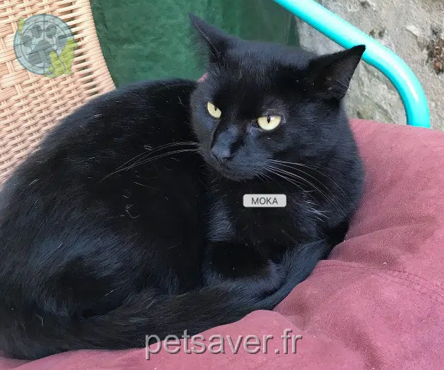 chat reunited   53000 Laval Moka