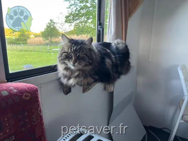 cat reunited 53360 Origné oslo