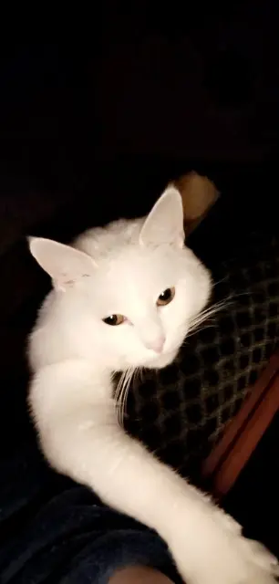 chat reunited   53250 Le Ham Rosi