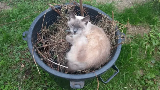 chat reunited   53170 Villiers-Charlemagne Réglisse