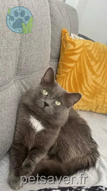 chat reunited   53000 Laval Sloky