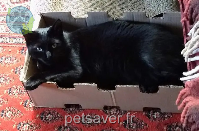 chat reunited 53000 Laval Tikki