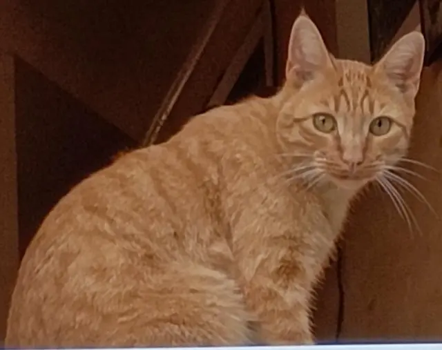 chat reunited   53100 Mayenne Yuki