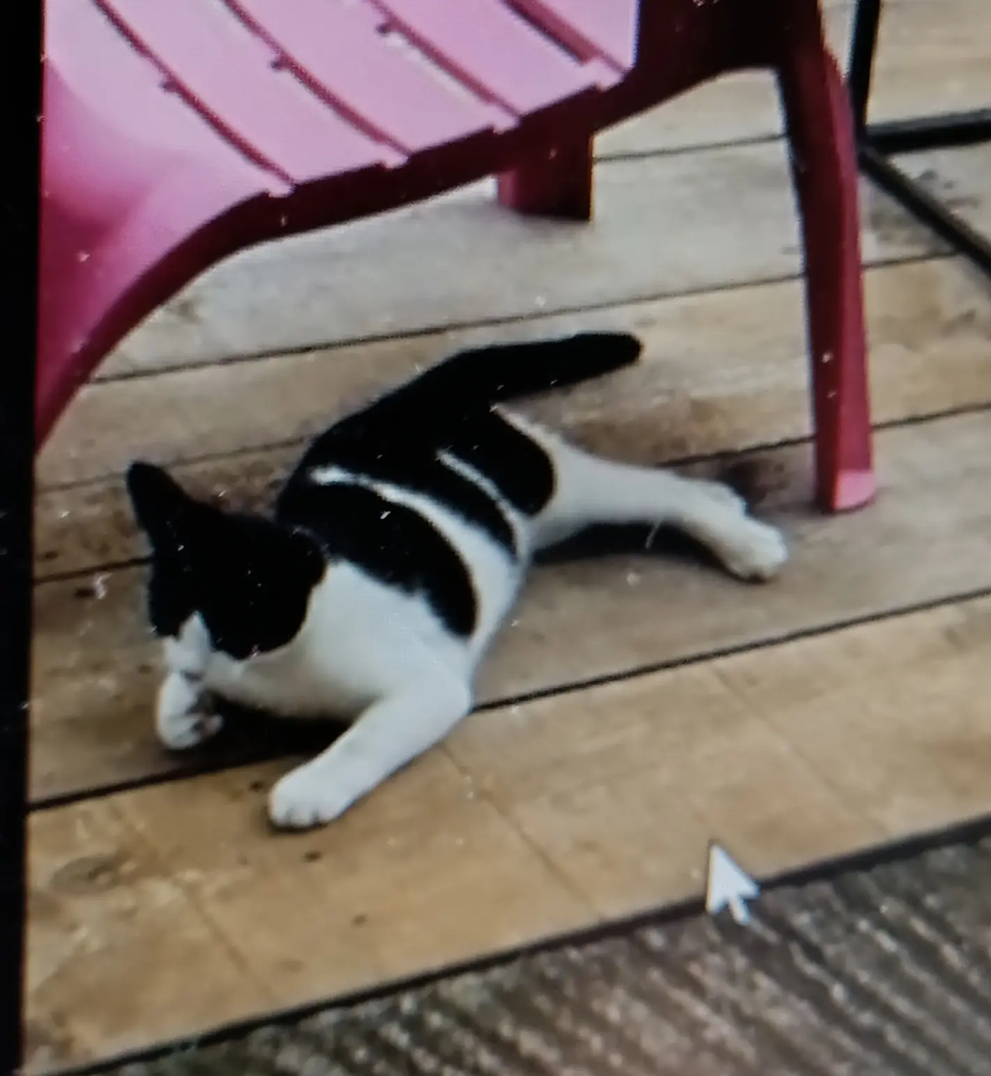 Chat Trouvé 53 Mayenne Chat Trouvé 53 Mayenne