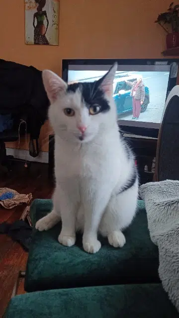chat reunited   54130 Saint-Max Alf