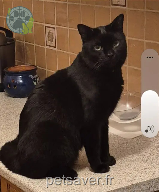 cat reunited 54860 Haucourt-Moulaine Bandit