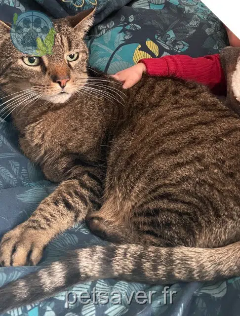 gato reunited 54500 Vandœuvre-lès-Nancy Benny