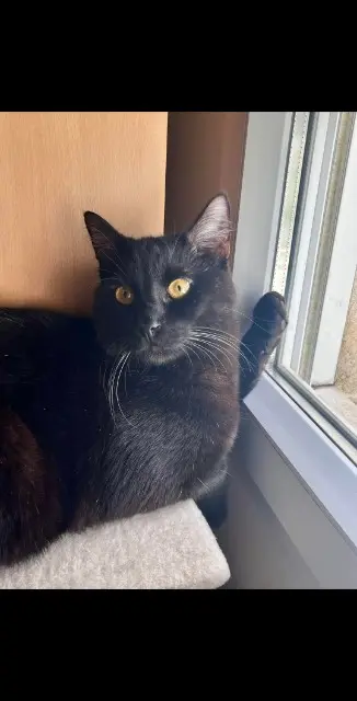 chat reunited   54650 Saulnes Bloo