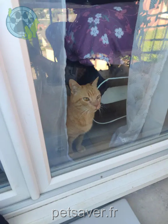 Chat Perdu 54 Meurthe-et-Moselle - Caramel Chat Perdu 54 Meurthe-et-Moselle - Caramel