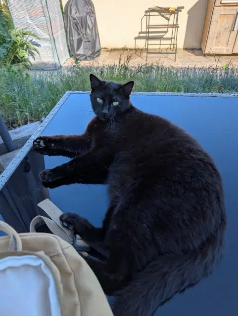 chat reunited   54310 Homécourt Castiel