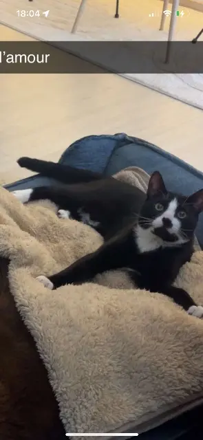 chat reunited   54460 Liverdun Damon