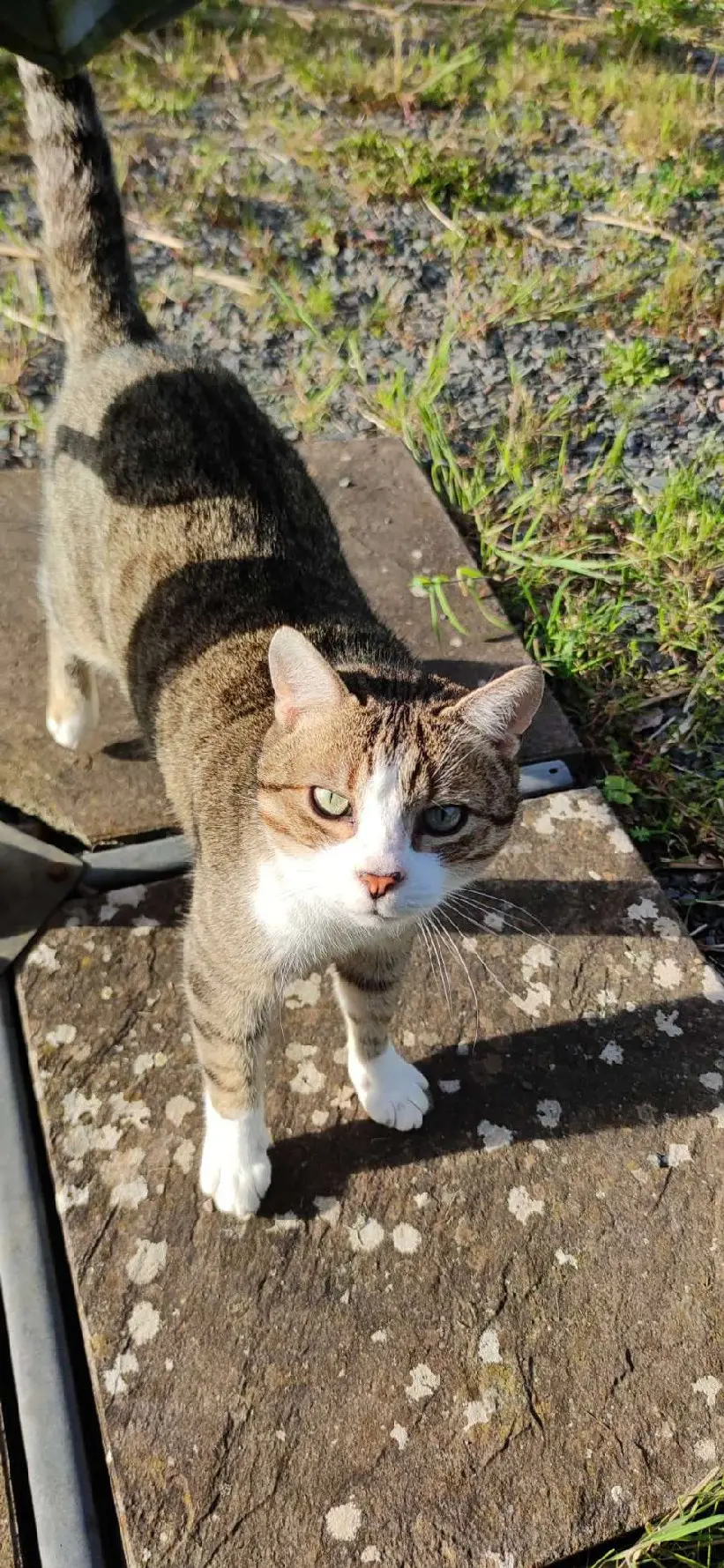 Chat Trouvé 54 Meurthe-et-Moselle Chat Trouvé 54 Meurthe-et-Moselle