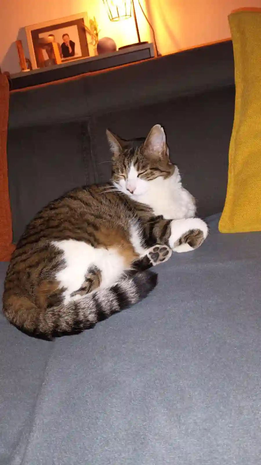 Chat Trouvé 54 Meurthe-et-Moselle - Gaston Chat Trouvé 54 Meurthe-et-Moselle - Gaston