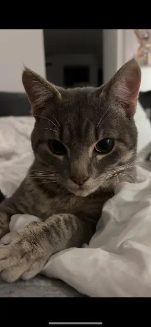 chat reunited   54180 Houdemont Grisouille