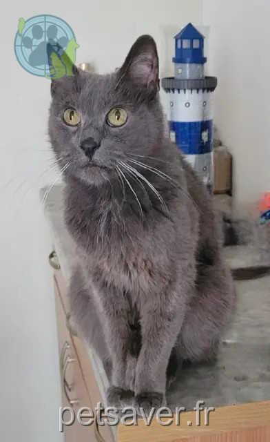 chat reunited 54800 Jarny Gupsi