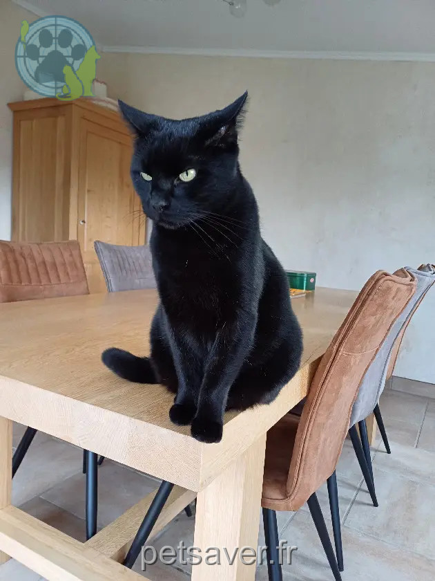 cat reunited Rue des Pins 54680 Crusnes Jaz cat reunited Rue des Pins 54680 Crusnes Jaz