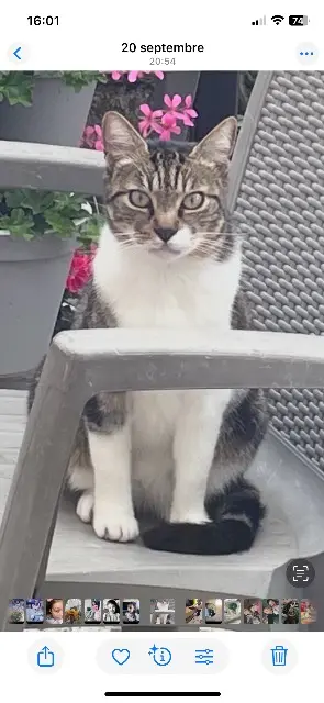 chat reunited   54700 Pont-à-Mousson Kiki