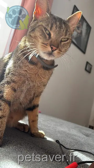 chat reunited 54630 Richardménil Maximus