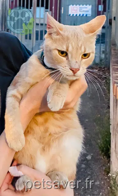 chat reunited 54100 Nancy Asmar