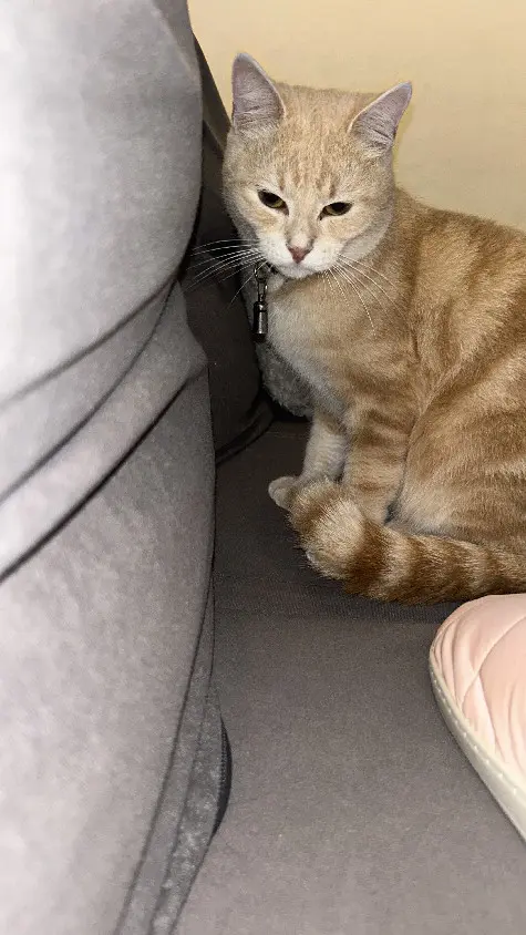 Chat Perdu 54 Meurthe-et-Moselle Nancy - Creamy Chat Perdu 54 Meurthe-et-Moselle Nancy - Creamy