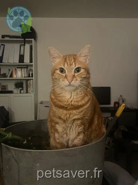 chat reunited 54100 Nancy Oscar