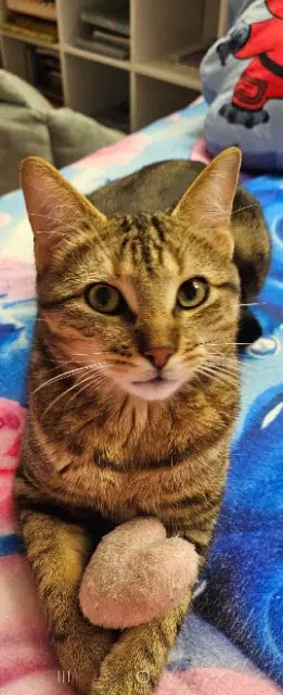 chat reunited    Nancy Tigrou