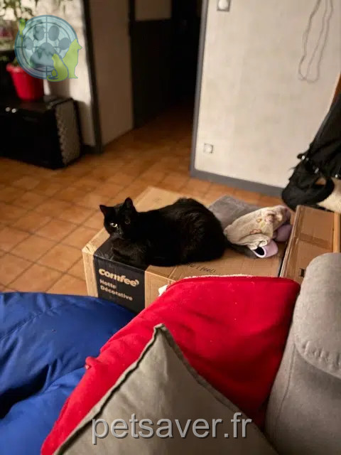 chat reunited   54280 Seichamps Newbie